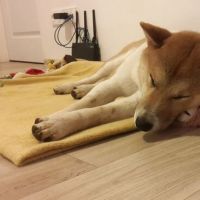 Chico