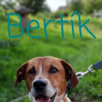 Bertík