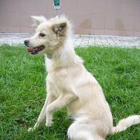 Fifi