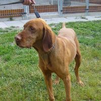Varin