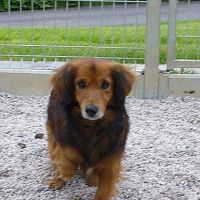Alfík