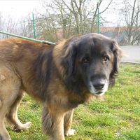 Aslan