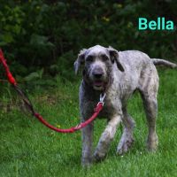 Bella