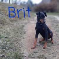 Brit Dobrman