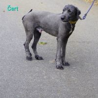 Čert