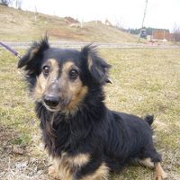 Čipík