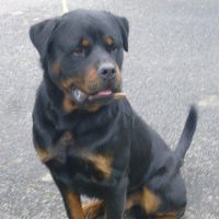 Denny