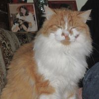 Garfield