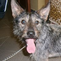Knírač