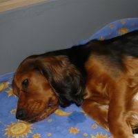 Lucka