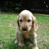 Lucie