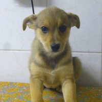 Mili