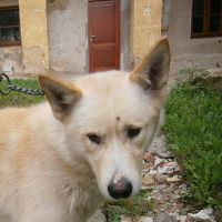nalezenec