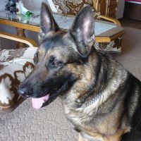 Rex