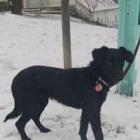 Rex