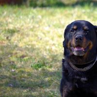 Roky
