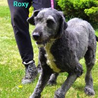 Roxy