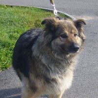 Sára