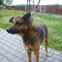 Šaryk