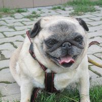 Stella