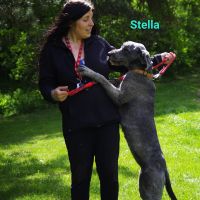 Stella