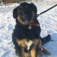 Stella