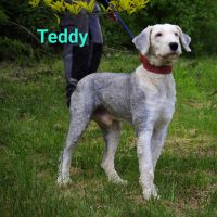 Teddy