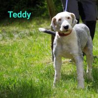 Teddy