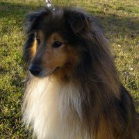 Tomík