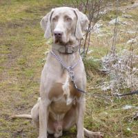 Uschi